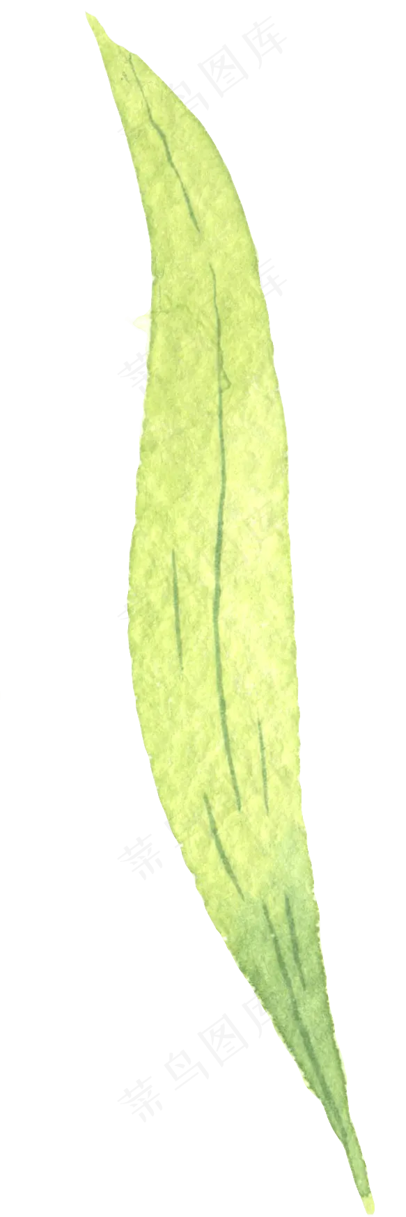 水彩插画-植物7