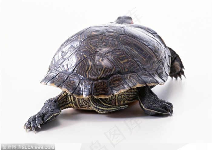 动物表情-乌龟正面