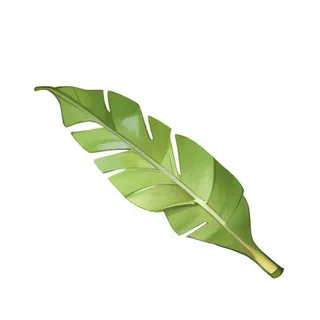 叶子树叶芭蕉叶免抠