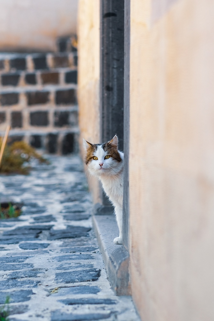 可爱猫咪猫猫摄影素材