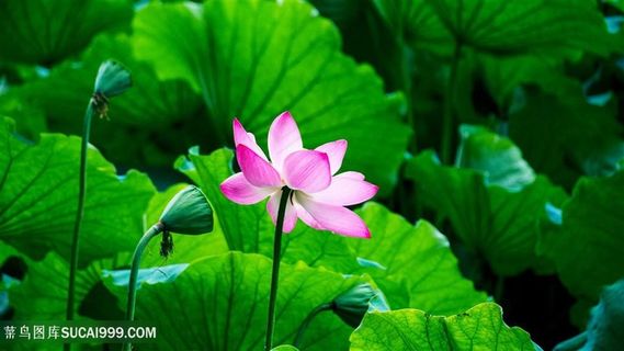 西湖荷花池里的荷花图片素材