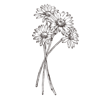 线条草本花卉手绘植物-玛格丽特2