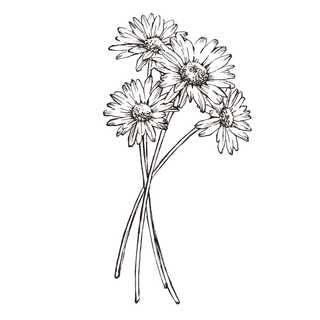 线条草本花卉手绘植物-玛格丽特2