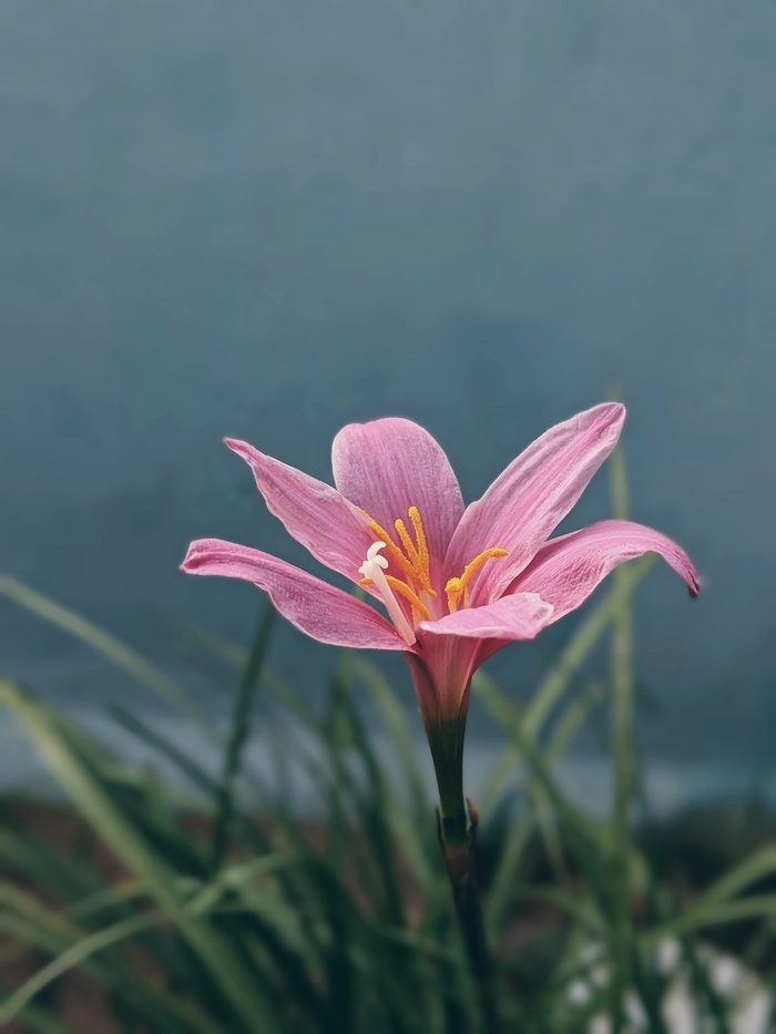 白色纯洁百合摄影素材