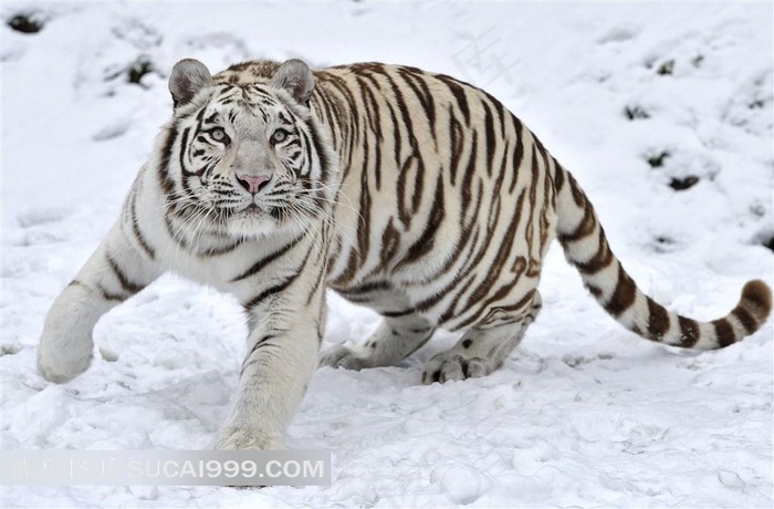 高清白虎摄影图片