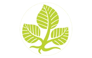 绿叶线条简笔画少儿兴趣班素材