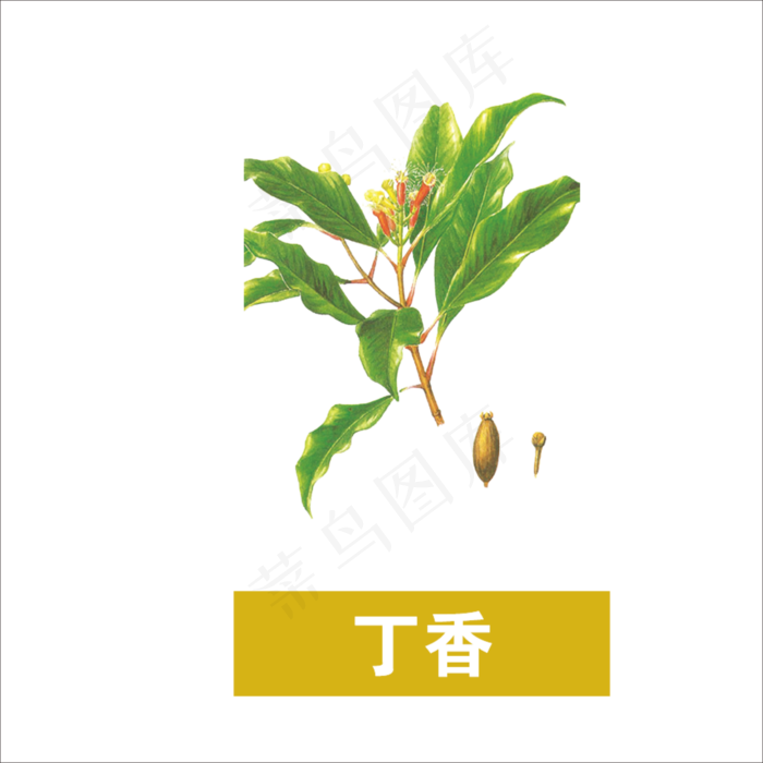手绘草本中药药材丁香