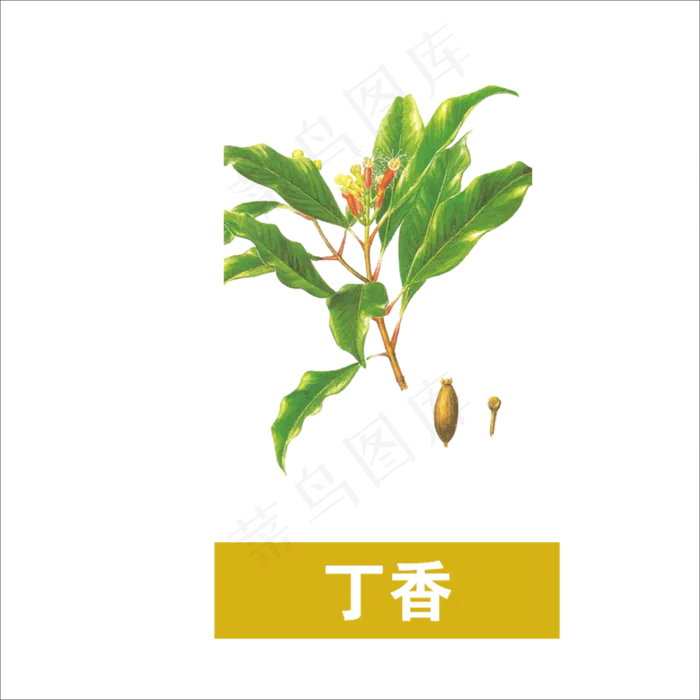 手绘草本中药药材丁香
