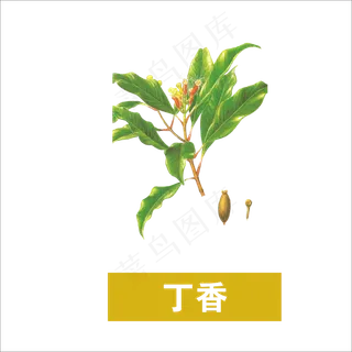 手绘草本中药药材丁香