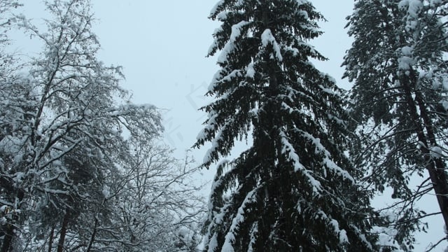 树木, 森林, 雪, 冬天, 寒冷的, 自然