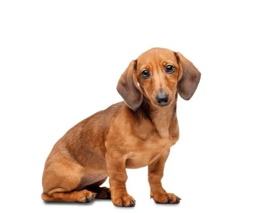 腊肠犬 PNG免抠(1000x814)