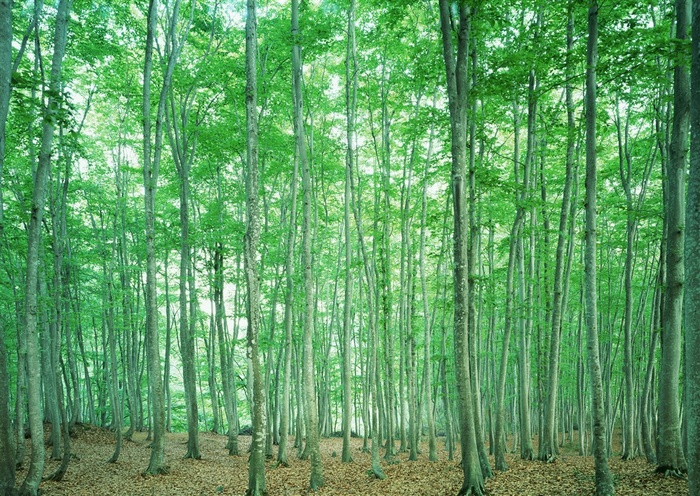 森林风景田园风光摄影图片