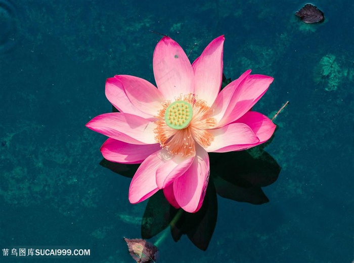 美丽荷花高清图