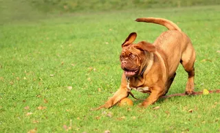 草地奔跑的狗狗图片