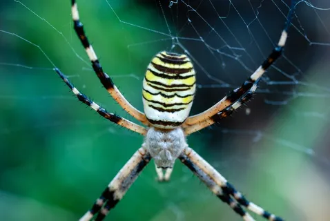 大蜘蛛特写图片