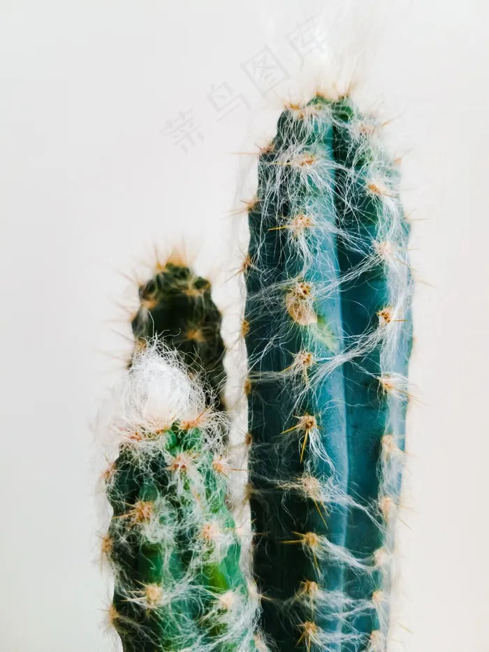 绿色仙人柱图片