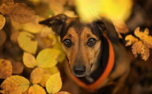 高清黄色树叶里狗狗摄影图片