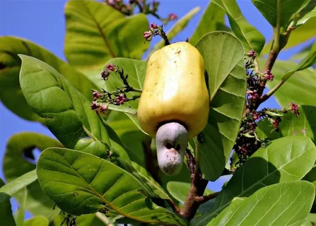 树枝上成熟的腰果 树枝上成熟的腰果