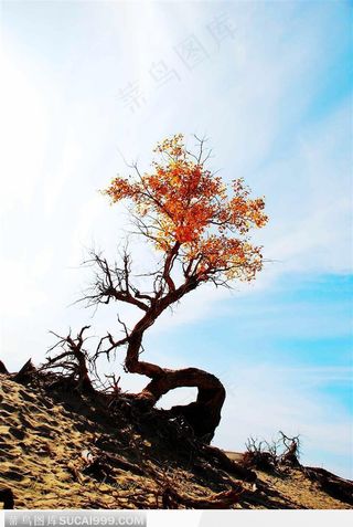 蓝天白云下秋天的红叶