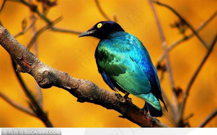 树枝上的黄鹂鸟