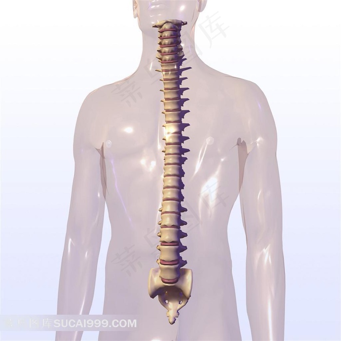 脊椎骨骼下载