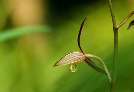 鲜花系列淡雅兰花图片 鲜花系列淡雅兰花图片