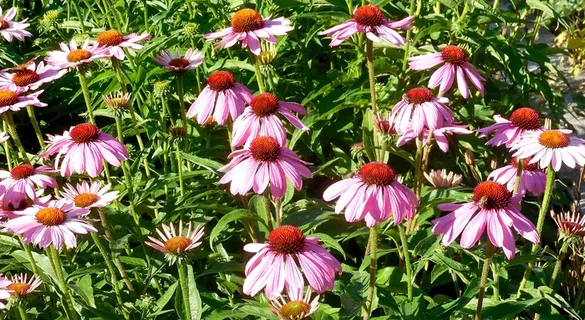 紫锥菊花海图片 紫锥菊花海图片