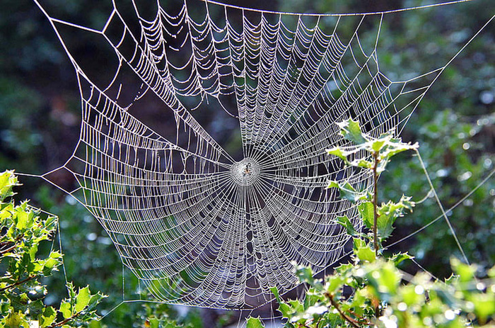 风景 露水 素材拍摄 (28)