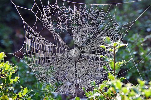 风景 露水 素材拍摄 (28)