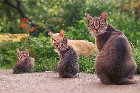 可爱猫咪猫猫摄影素材 可爱猫咪猫猫摄影素材