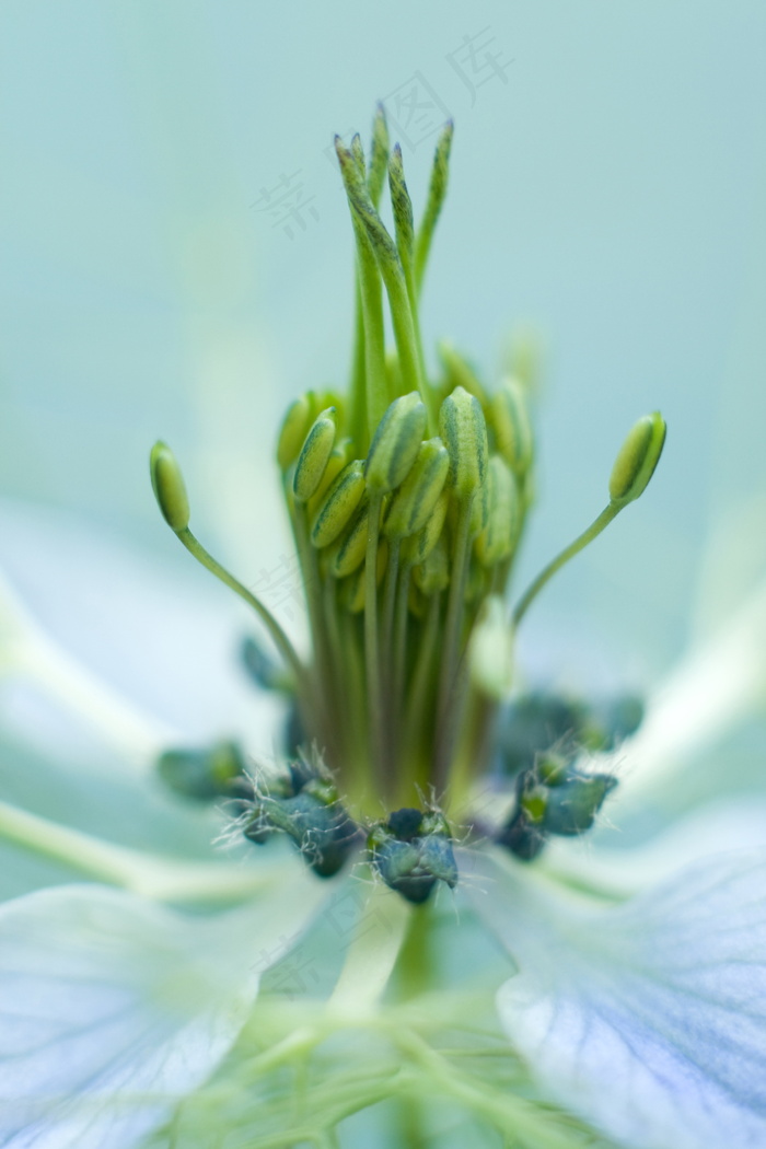 花蕊图片