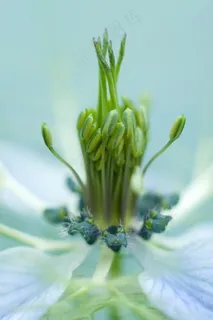 花蕊图片 花蕊图片