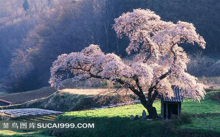 春季草地樱花树山脉图片