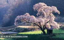 春季草地樱花树山脉图片
