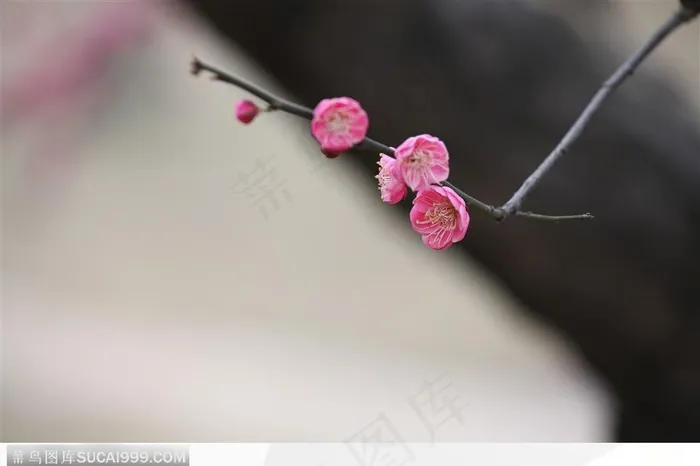 梅花物语-斜下的粉色梅花