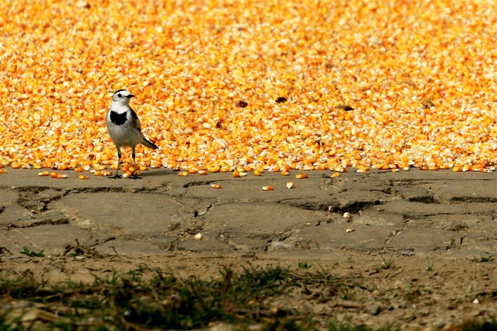 丰收下的看守者