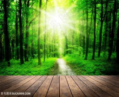 唯美阳光树林高清图片