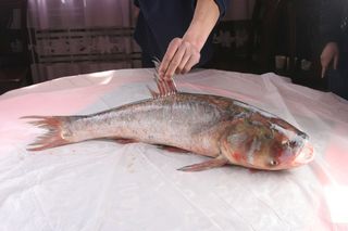 白洋淀炖鱼头 鱼中　鱼尾-五福楼