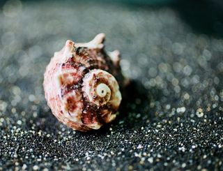 漂亮海螺壳图片