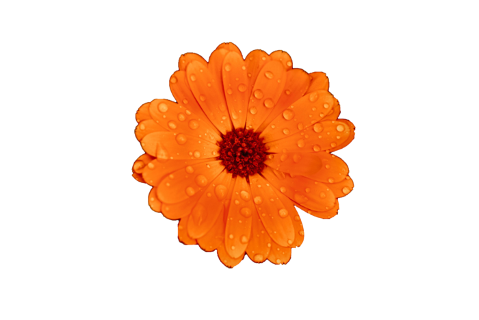 植物|绿叶|花卉|树叶|PNG|免扣元素|盆栽|花盆|花朵（万寿菊）