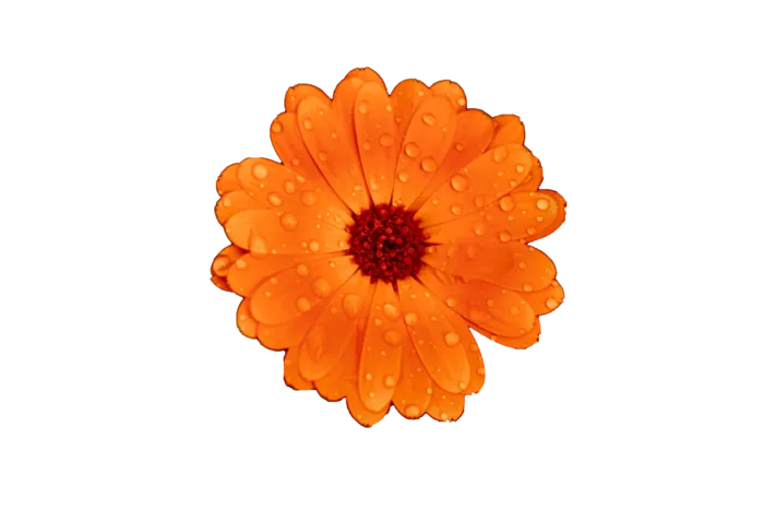 植物|绿叶|花卉|树叶|PNG|免扣元素|盆栽|花盆|花朵（万寿菊）