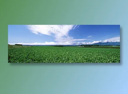 蓝天白云下的农田