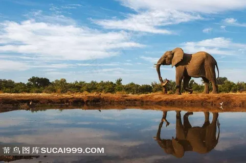 野生大象设计元素
