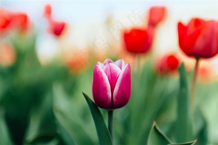 高清特写郁金香花海鲜花图片