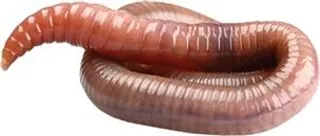 蚯蚓 PNG免抠