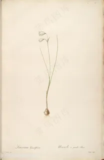 原版高清雷杜德复古花卉插画 原版高清雷杜德复古花卉插画