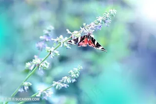 唯美蝴蝶鲜花图片