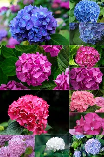 100张绣球花图片集合 100张绣球花图片集合