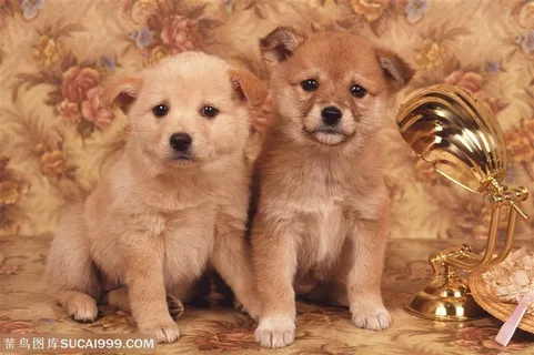 小型犬-两只可爱的狗狗