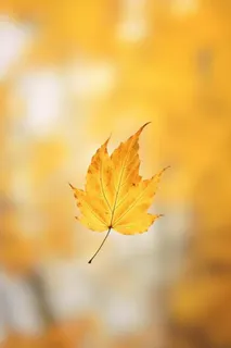 秋天落叶秋叶黄色背景